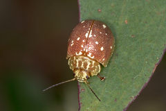 Paropsis marmorea