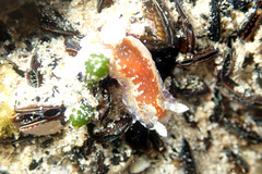 Chromodoris alternata