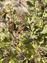 Encelia laciniata