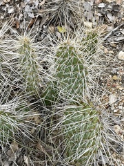 Opuntia polyacantha erinacea