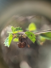 Ayenia euphrasiifolia