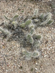 Opuntia polyacantha erinacea