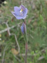 Thelymitra simulata