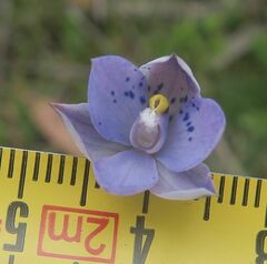 Thelymitra simulata