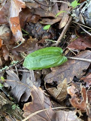 Calypso bulbosa occidentalis