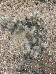 Opuntia polyacantha erinacea