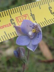 Thelymitra simulata