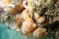 Pyuridae