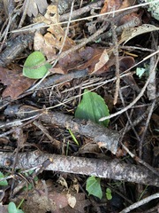 Calypso bulbosa occidentalis