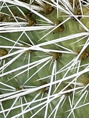 Opuntia polyacantha erinacea