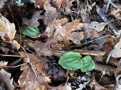 Calypso bulbosa occidentalis
