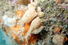 Pyuridae
