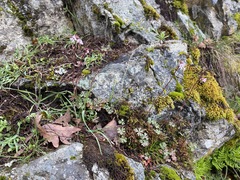 Lithophragma glabrum