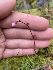 Lithophragma glabrum