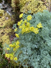 Lomatium papilioniferum