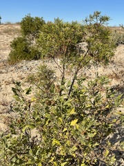 Encelia laciniata