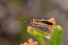 Gminatus