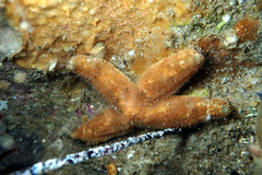 Allostichaster polyplax