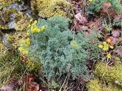 Lomatium papilioniferum