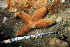 Allostichaster polyplax