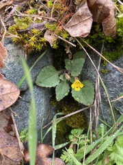 Erythranthe alsinoides