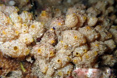 Stolonica