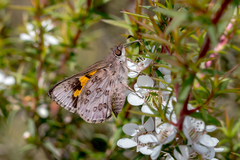 Trapezites phigalioides