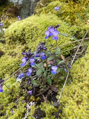 Collinsia grandiflora