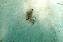 Contusus brevicaudus