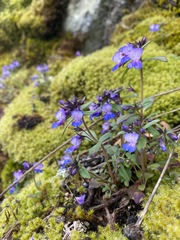 Collinsia grandiflora