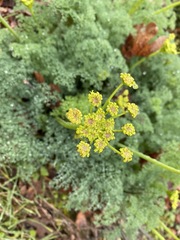 Lomatium papilioniferum