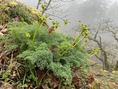 Lomatium papilioniferum