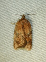 Acleris stadiana