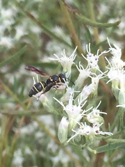 Leptochilus republicanus