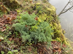 Lomatium papilioniferum