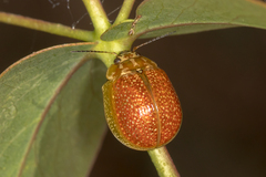 Paropsisterna cloelia
