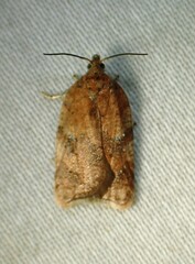 Acleris stadiana