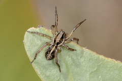Artoriopsis