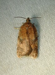 Acleris stadiana