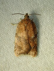 Acleris stadiana