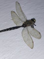Aeshnidae