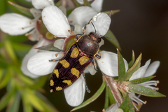 Castiarina decemmaculata