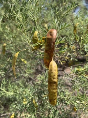 Senna artemisioides coriacea