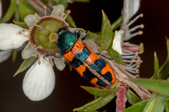 Castiarina crenata