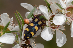 Castiarina decemmaculata