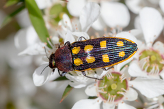 Castiarina xanthopilosa