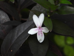 Pseuderanthemum