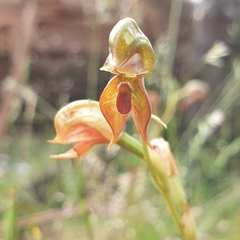 Pterostylis squamata