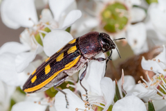 Castiarina xanthopilosa