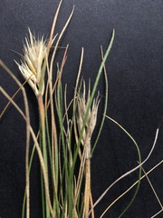 Rytidosperma caespitosum